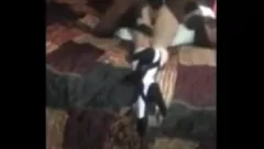 Play Big Dick Icee Pounds Petite Wife's Shaved Pussy in Rough Doggystyle